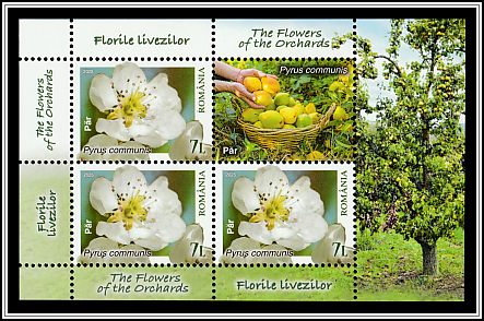 Pear Blossom (Pyrus communis)