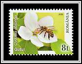 Quince Blossom (Cydonia oblonga)
