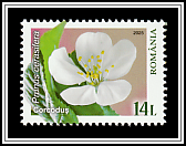 Cherry Blossom (Prunus cerasifera)