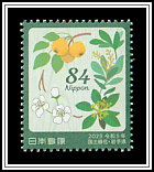 Tabunoki, Michinoku Pear