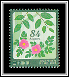 Japanese Zelkova (Zelkova serrata)​