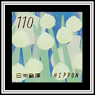Onion (Allium cepa)​