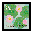 Lotus Root (Nelumbo nucifera)