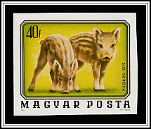 Wild Boar (Sus scrofa)