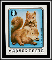 Squirrel (Sciurus vulgaris)