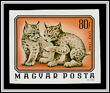 Lynx (Lynx lynx)