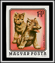 Wolf (Canis lupus)