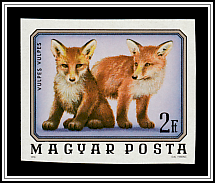 Fox (Vulpes vulpes)