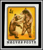 Brown Bears (Ursus arctos)