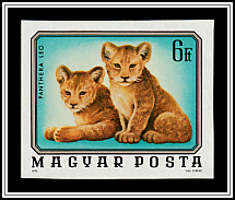 Lion (Panthera leo)