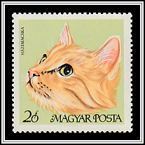 European Shorthair Cat