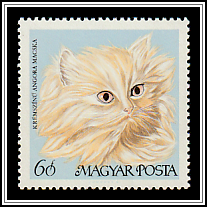 Cream Persian Cat