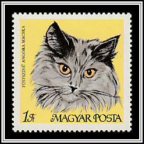 Chinchilla Brown Persian Cat