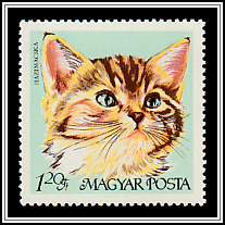European Shorthair Cat