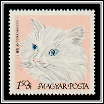 White Persian Cat with Blue Eyes
