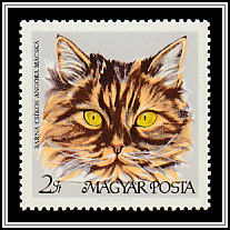 Brown Tabby Persian Cat