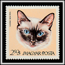 Siamese Cat