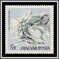 Blue Persian Cat