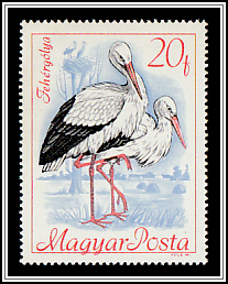 White Stork (Ciconia ciconia)