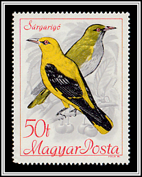 Oriole (Oriolus oriolus)
