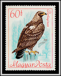 Imperial Eagle (Aquila heliaca)