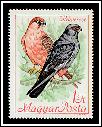 Red-footed Falcon (Falco vespertinus)