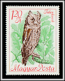 Scops Owl (Otus scops)