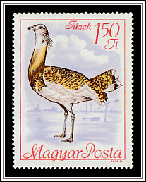 Great Bustard (Otis tarda)