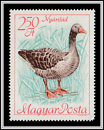 Greylag Goose (Anser anser)