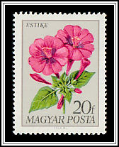 Four O'clock Flower (Mirabilis jalapa)