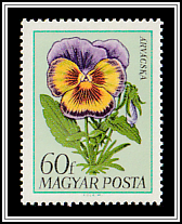 Pansy (Viola x wittrockiana)