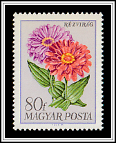 Zinnia (Zinnia elegans)
