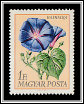 Morning Glory (Ipomoea nil)