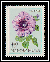 Petunia (Petunia hybrida)