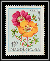 Mexican Rose (Portulaca grandiflora)