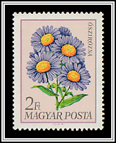 Michaelmas Daisies (Aster sp.)