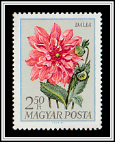 Dahlia (Dahlia hybrida)