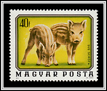 Wild Boar (Sus scrofa)