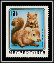 Squirrel (Sciurus vulgaris)