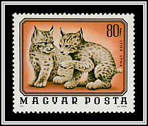 Lynx (Lynx lynx)