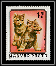 Wolf (Canis lupus)
