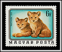 Lion (Panthera leo)