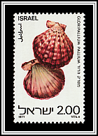 Royal Cloak Scallop (Gloripallium pallium)