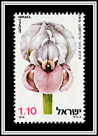 Samarian Iris (Iris lortetii)