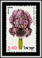 Gilboa Iris (Iris haynei)