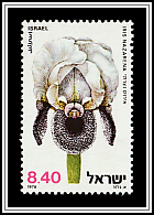  Nazareth Iris (Iris Nazerena)