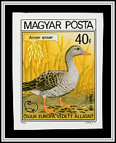 Greylag Goose (Anser anser)