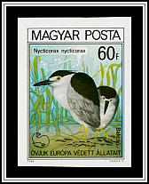 Black-crowned Night Heron (Nycticorax nycticorax)