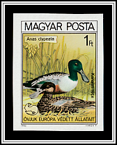 Northern Shoveler (Anas clypeata)