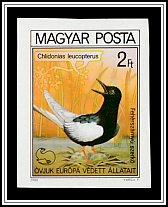 White-winged Tern (Chlidonias leucopterus)
